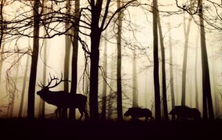 Zdjęcie zwierząt w mgle w lesie